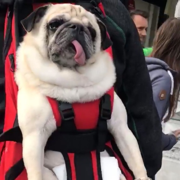 Meet your Posher, Vicky - Picture 1 of 1